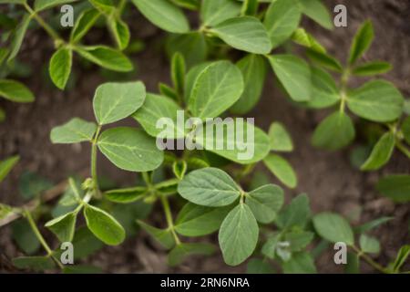 Bright green soybean leaves. Growth of legumes. Soy grows in the field. Stock Photo