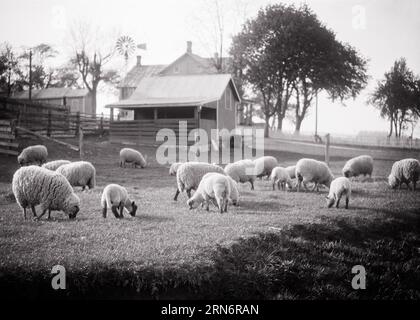 1930s FLOCK OF SHEEP GRAZING NEAR FARM BUILDINGS AND FARMHOUSE - s2835 HAR001 HARS LAMBS SEASON SPRING SEASON SPRINGTIME WINDMILL BLACK AND WHITE FARMYARD HAR001 OLD FASHIONED Stock Photo