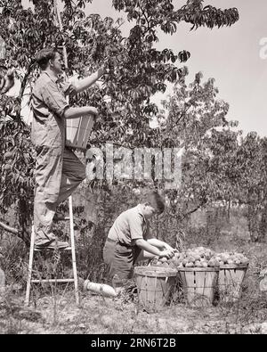 1920s MAN AND BOY WORKING IN AN ORCHARD FATHER ON LADDER PICKING PEACHES FROM TREE SON PUTTING PEACHES INTO BUSHEL BASKETS - o590 HAR001 HARS BUSY NOSTALGIA INDUSTRY OLD FASHION 1 PUTTING JUVENILE CAREER YOUNG ADULT TEAMWORK PICKING SONS LIFESTYLE JOBS RURAL HEALTHINESS FULL-LENGTH PERSONS FARMING MALES TEENAGE BOY PROFESSION FATHERS AGRICULTURE B&W GOALS SUCCESS SKILL OCCUPATION SKILLS WELLNESS STRENGTH AND PEACHES CAREERS CHOICE DADS FARMERS PROGRESS PRIDE ORCHARD OCCUPATIONS BUSHEL CONNECTION CONCEPTUAL BASKETS GROWTH JUVENILES PRE-TEEN PRE-TEEN BOY TOGETHERNESS YOUNG ADULT MAN Stock Photo