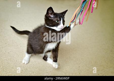 Little black and white kitten enjoys playing with a cat toy. Stock Photo