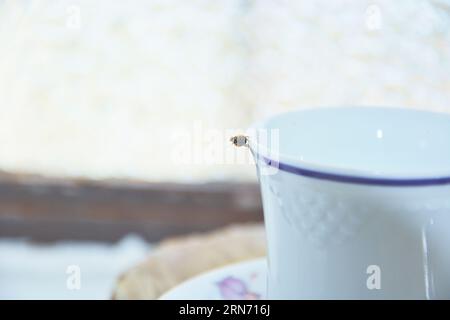 Charming Encounter: Ladybug on Tea Cup and Saucer Stock Photo