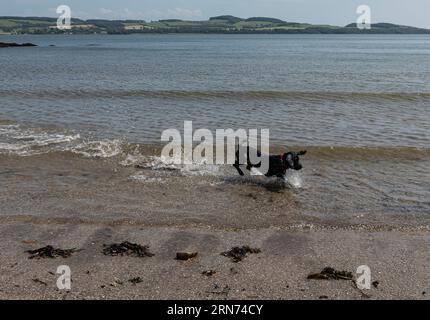 Black spaniel with a red collar running in the surf on a remote scottish beach Stock Photo