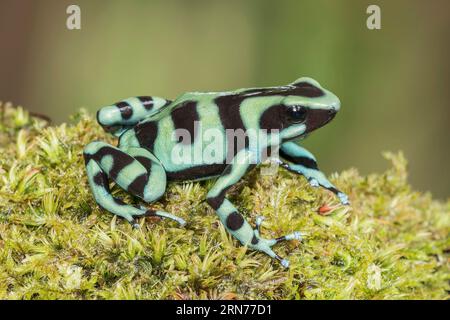 green-and-black poison dart frog or green-and-black poison arrow frog, Dendrobates auratus, single adult resting on mossy ground, Costa Rica Stock Photo