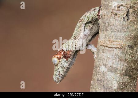 common leaf-tailed gecko or common flat-tailed gecko, Uroplatus fimbriatus, single adult resting on branch of tree, Amber Mountain, Madagascar Stock Photo