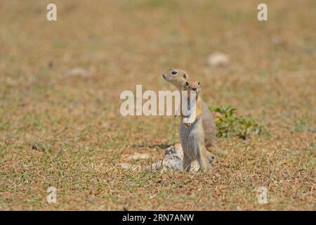 Ground Squirrel is standing and looking around. Stock Photo