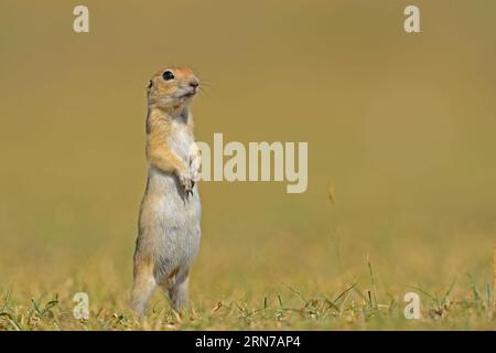 Ground Squirrel is standing and looking around. Stock Photo