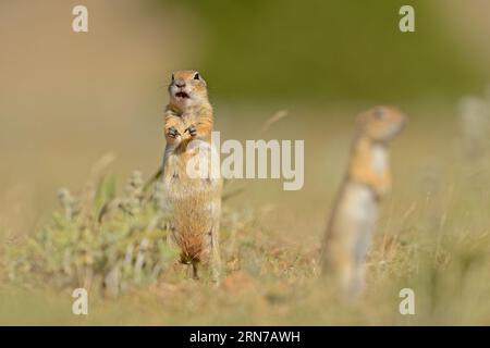 Ground Squirrel is standing and looking around. Stock Photo