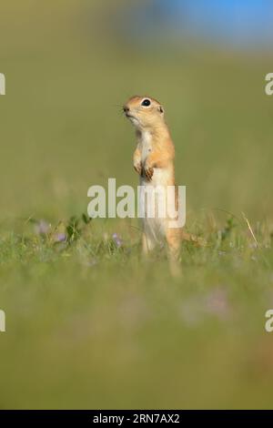 Ground Squirrel is standing and looking around. Stock Photo