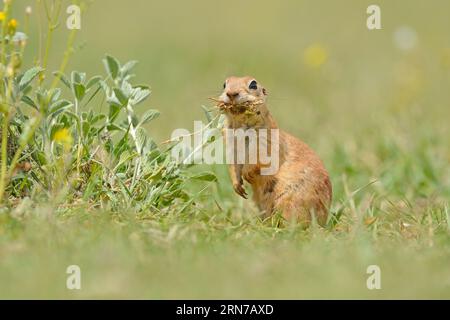Ground Squirrel is feeding and looking around. Stock Photo