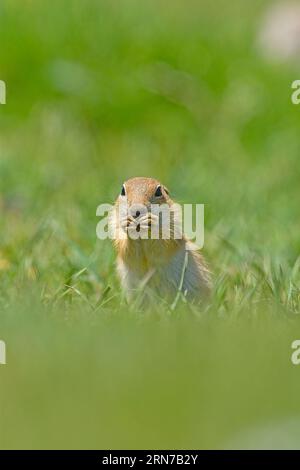 Ground Squirrel is feeding and looking around. Stock Photo