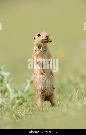 Ground Squirrel is feeding and looking around. Stock Photo