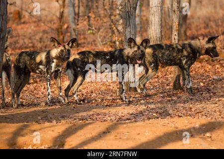 (150905) -- MASVINGO, Sept. 1, 2015 -- Wild dogs are seen in the Save Valley Conservancy, southeast Zimbabwe, on Sept. 1, 2015. African wild dogs, also known as painted dogs or Cape hunting dogs, are one of Africa s most endangered large carnivore, with its number in the continent dropping from 500,000 to current 7,000 in recent decades. Today, African wild dogs can be found in shrinking woodlands in eastern and southern African countries, most noticeably Botswana, Zambia, Zimbabwe, Tanzania, and Kenya. In Zimbabwe, home to 700 African wild dogs, two conservancies were established aiming to st Stock Photo