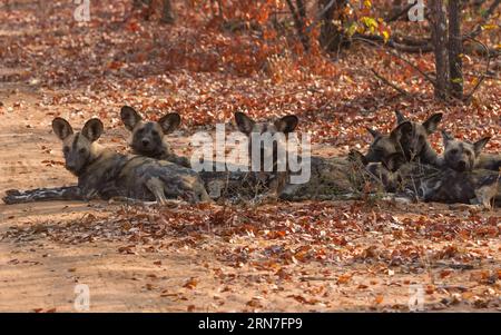 (150905) -- MASVINGO, Sept. 1, 2015 -- Wild dogs are seen in the Save Valley Conservancy, southeast Zimbabwe, on Sept. 1, 2015. African wild dogs, also known as painted dogs or Cape hunting dogs, are one of Africa s most endangered large carnivore, with its number in the continent dropping from 500,000 to current 7,000 in recent decades. Today, African wild dogs can be found in shrinking woodlands in eastern and southern African countries, most noticeably Botswana, Zambia, Zimbabwe, Tanzania, and Kenya. In Zimbabwe, home to 700 African wild dogs, two conservancies were established aiming to st Stock Photo