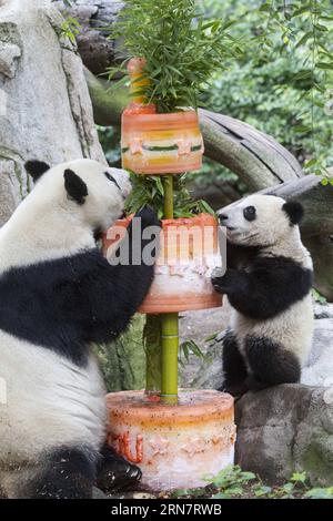 (150919) -- BEIJING, Sept. 19, 2015 -- Giant panda cub Xiaoliwu (R) and its mother Bai Yun enjoy the birthday cake during his first birthday celebration at the San Diego Zoo, California, the United States, on July 29, 2013. Zoo staff made a cake with ice, bamboo and some of the cub s favorite fruits and also boxes wrapped as gifts. The cub Xiao Liwu was born on July 29, 2012, as the sixth baby of its mother Bai Yun. Always with their sleepy dark circles, always detached, the chubby bear-like animal are probably the coolest diplomats in the history of China-U.S. relationship. Since Pandora, the Stock Photo