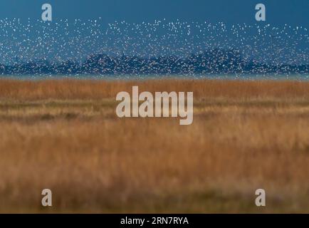 Wangerooge, Germany. 12th Apr, 2023. 12.04.2023, Wangerooge. A flock of Golden Plover (Pluvialis apricaria) flies in the light of the sun over the North Sea and salt marshes on the coast of the North Sea island Wangerooge. Golden plovers probably no longer breed in Germany and only come to the Wadden Sea at the North Sea as migratory birds to rest. Credit: Wolfram Steinberg/dpa Credit: Wolfram Steinberg/dpa/Alamy Live News Stock Photo