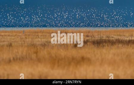 Wangerooge, Germany. 12th Apr, 2023. 12.04.2023, Wangerooge. A flock of Golden Plover (Pluvialis apricaria) flies in the light of the sun over the North Sea and salt marshes on the coast of the North Sea island Wangerooge. Golden plovers probably no longer breed in Germany and only come to the Wadden Sea at the North Sea as migratory birds to rest. Credit: Wolfram Steinberg/dpa Credit: Wolfram Steinberg/dpa/Alamy Live News Stock Photo