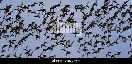 Wangerooge, Germany. 12th Apr, 2023. 12.04.2023, Wangerooge. A large flock of Golden Plover (Pluvialis apricaria) flies over the North Sea island of Wangerooge. Golden plovers probably do not breed in Germany anymore and only come to the Wadden Sea at the North Sea as migratory birds to rest. Credit: Wolfram Steinberg/dpa Credit: Wolfram Steinberg/dpa/Alamy Live News Stock Photo