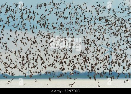 Wangerooge, Germany. 12th Apr, 2023. 12.04.2023, Wangerooge. A large flock of Golden Plover (Pluvialis apricaria) flies over the North Sea and the Wadden Sea off the coast of the North Sea island of Wangerooge. In the background wind turbines can be seen in the distance on the mainland. Golden plovers probably do not breed in Germany anymore and come only as migratory birds to rest in the Wadden Sea at the North Sea. Credit: Wolfram Steinberg/dpa Credit: Wolfram Steinberg/dpa/Alamy Live News Stock Photo