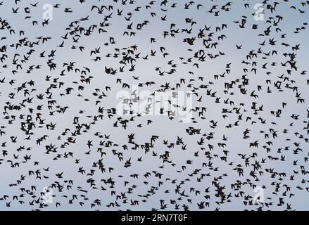 Wangerooge, Germany. 12th Apr, 2023. 12.04.2023, Wangerooge. A large flock of Golden Plover (Pluvialis apricaria) flies over the North Sea island of Wangerooge in the light of the afternoon sun. Golden plovers probably do not breed in Germany anymore and come only as migratory birds to rest in the Wadden Sea at the North Sea. Credit: Wolfram Steinberg/dpa Credit: Wolfram Steinberg/dpa/Alamy Live News Stock Photo