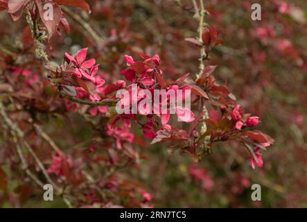 Beautiful Red flowers on a fruit tree in a garden of  stately home Stock Photo