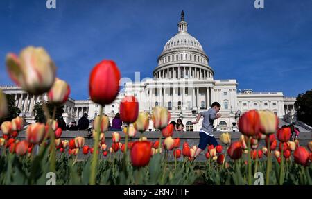 (150921) -- WASHINGTON D.C. -- File photo taken on April 17, 2014 shows tourists watch tulips on Capitol Hill in Washington D.C., capital of the United States. Named in honor of first American President George Washington, Washington D.C. or Washington District of Columbia is the capital of the United States that is located between Maryland and Virginia states. The U.S. Constitution provided for a federal district under the exclusive jurisdiction of the Congress and the District is therefore not a part of any U.S. state. Washington D.C. has an estimated population of 660,000. Washington D.C. an Stock Photo