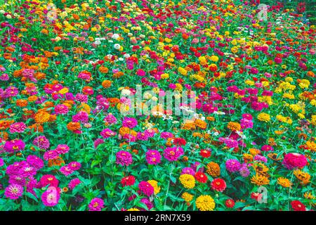 Flowers zinnia elegans. Color nature background. Zinnia violacea blooming pink red orange flower in garden flower. Garden with multicolored gorgeous f Stock Photo