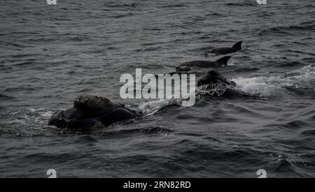 (151002) -- HERMANUS (SOUTH AFRICA), Oct. 2, 2015 -- Photo taken on Oct. 2, 2015 shows two southern right whales and dolphins during the Hermanus Whale Festival in Hermanus, South Africa, on Oct. 2, 2015. The annual Hermanus Whale Festival kicked off here Friday, celebrating the returning of the southern right whales to this bay during the calving and mating season. More than 100,000 visitors are expected to come to Hermanus, which is known as the best land-based whale watching destination in the world. ) SOUTH AFRICA-HERMANUS-WHALE FESTIVAL ZhaixJianlan PUBLICATIONxNOTxINxCHN   Hermanus South Stock Photo
