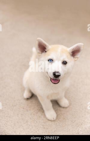 A cute little pomsky puppy with different colored eyes Stock Photo