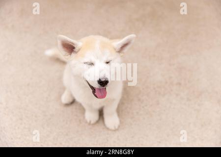 A little Pomsky puppy sitting on a sidewalk with his eyes closed and mouth open Stock Photo