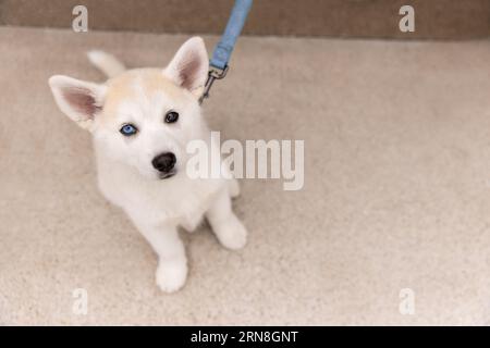 An adorable Pomsky puppy with different colored eyes looks at the camera Stock Photo