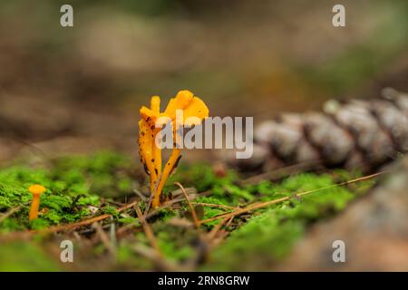 mushroom on moss in forest, abstract natural background. Mushroom picking, fall time concept. Stock Photo