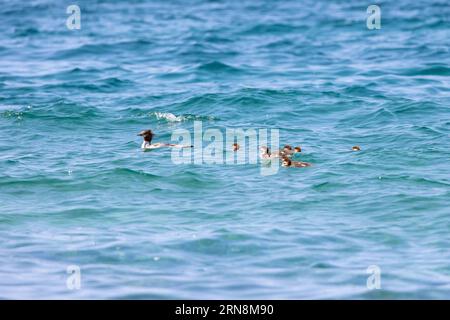 A family of Merganser ducks swimming in Lake Superior Stock Photo