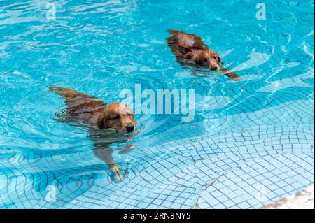 Two Golden Retrievers playing in the pool! Stock Photo