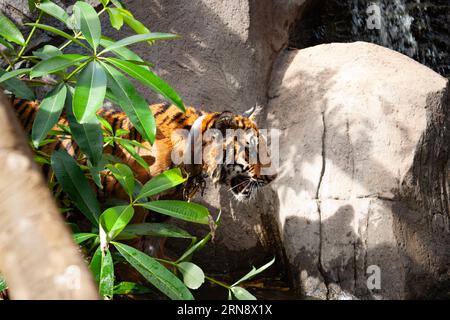 A juvenile tiger pokes his head out from behind a plant looking into the pond in Thailand Stock Photo