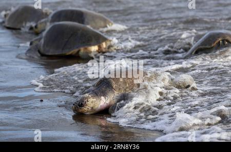 (151110) -- OSTIONAL BEACH, Nov. 10, 2015 -- Image taken on Nov. 7, 2015 shows Olive Ridley sea turtles arriving to lay their eggs on Ostional beach, 183 miles northwest of the capital of San Jose, Costa Rica. Over a quarter of a million Olive Ridley sea turtles had lumbered ashore by Monday morning to nest at Ostional beach on Costa Rica s north Pacific coast. It was the thirteenth mass nesting this year and Saturday s number of arrivals was probably the largest for a single day in recent years, according to marine biologist Mauricio Mendez. Starting in 1987, authorities have allowed members Stock Photo