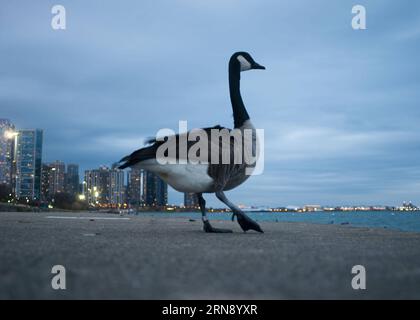 Canada goose 2024 chicago michigan ave