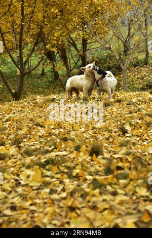 (151118) -- SUIZHOU, Nov. 18, 2015 (Xinhua) -- A woman takes pictures ...