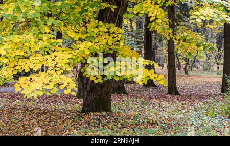 park landscape with yellow beech trees and fallen leaves on the ground. fall season. Stock Photo