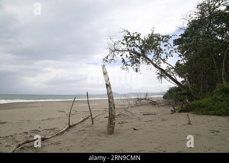 (151129) -- LIMON, Nov. 24, 2015 -- Image taken on Nov. 24, 2015 shows a dead tree on an eroded beach of Cahuita National Park, in Limon Province, southern Costa Rica. According to the ranger Cristian Brenes, rising sea levels and strong waves due to climate change have removed nearly 50 meters of beach along the coast of Cahuita National Park. The case of Cahuita National Park is not the only one in Costa Rica, which has 1,290km of coastline. More than 40 percent of Costa Rican beaches have erosion, a process that has accelerated in the last 10 years, according to reports of the Center for Re Stock Photo