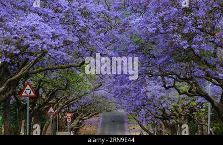 A man walks past Jacaranda trees in Pretoria, South Africa, on Oct. 15, 2014. Jacaranda trees are in full blossom in Pretoria from early October every year, which is popularly known as the Jacaranda City due to more than 80,000 Jacaranda trees planted as street trees and in parks and gardens. At the invitation of South African President Jacob Zuma, Chinese President Xi Jinping will pay a state visit to South Africa from Dec. 2 to 5, and chair the Forum on China-Africa Cooperation (FOCAC) in Johannesburg. South Africa is called Rainbow Nation, which is a not only a term to describe that differe Stock Photo