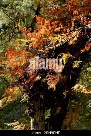 (151202) -- KUNMING, 2015 -- Photo taken on Nov. 28, 2015 shows the scenery of the national nature reserve in Ailao Mountain in Jingdong County, southwest China s Yunnan Province. ) (ry) CHINA-YUNNAN-JINGDONG-SCENERY (CN) LinxYiguang PUBLICATIONxNOTxINxCHN   151202 Kunming 2015 Photo Taken ON Nov 28 2015 Shows The scenery of The National Nature Reserve in Ailao Mountain in Jingdong County Southwest China S Yunnan Province Ry China Yunnan Jingdong scenery CN LinXYiguang PUBLICATIONxNOTxINxCHN Stock Photo