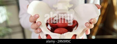 Doctor gynecologist holding of female pelvis with muscles model Stock Photo