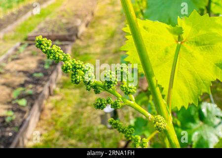 Clusters of grapes before the flowering period close-up on a blurred background. Grape buds in the vineyard Stock Photo