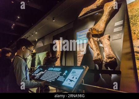 (160114) -- NEW YORK, Jan. 14, 2016 -- School children look at the Titanosaur skeleton exibition in the American Museum of Natural History in New York, the United States, Jan. 14, 2016. Starting from Jan. 15, the American Museum of Natural History will add another must-see exhibit -- a cast of a 122 foot (37.2m) dinosaur. The dinosaur has not yet been formally named by scientists who discovered it, but was inferred by paleontologists that it was a giant herbivore that belongs to a group known as titanosaurs weighing as much as 70 tons. The cast is based on 84 fossil bones that were excavated i Stock Photo