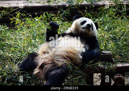 (160217) -- CHENGDU, Feb. 16, 2016 -- A giant panda rests at Chengdu Research Base of Giant Panda Breeding in Chengdu, capital of southwest China s Sichuan Province, Feb. 16, 2016. ) (ry) CHINA-CHENGDU-GIANT PANDA (CN) FanxJiashan PUBLICATIONxNOTxINxCHN   Chengdu Feb 16 2016 a Giant Panda rests AT Chengdu Research Base of Giant Panda Breeding in Chengdu Capital of Southwest China S Sichuan Province Feb 16 2016 Ry China Chengdu Giant Panda CN  PUBLICATIONxNOTxINxCHN Stock Photo