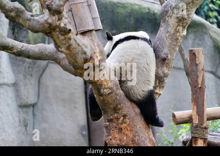 (160217) -- CHENGDU, Feb. 16, 2016 -- A giant panda rests on a tree at Chengdu Research Base of Giant Panda Breeding in Chengdu, capital of southwest China s Sichuan Province, Feb. 16, 2016. ) (ry) CHINA-CHENGDU-GIANT PANDA (CN) FanxJiashan PUBLICATIONxNOTxINxCHN   Chengdu Feb 16 2016 a Giant Panda rests ON a Tree AT Chengdu Research Base of Giant Panda Breeding in Chengdu Capital of Southwest China S Sichuan Province Feb 16 2016 Ry China Chengdu Giant Panda CN  PUBLICATIONxNOTxINxCHN Stock Photo