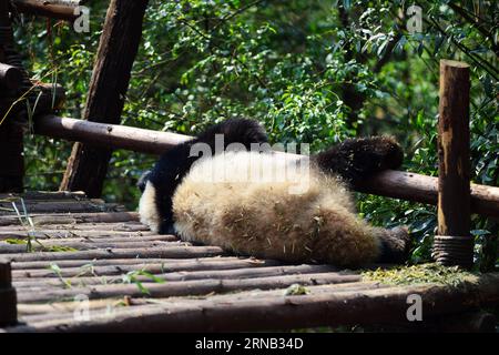 (160217) -- CHENGDU, Feb. 16, 2016 -- A giant panda rests on a wooden framework at Chengdu Research Base of Giant Panda Breeding in Chengdu, capital of southwest China s Sichuan Province, Feb. 16, 2016. ) (ry) CHINA-CHENGDU-GIANT PANDA (CN) FanxJiashan PUBLICATIONxNOTxINxCHN   Chengdu Feb 16 2016 a Giant Panda rests ON a Wooden FRAMEWORK AT Chengdu Research Base of Giant Panda Breeding in Chengdu Capital of Southwest China S Sichuan Province Feb 16 2016 Ry China Chengdu Giant Panda CN  PUBLICATIONxNOTxINxCHN Stock Photo