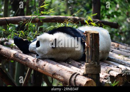 (160217) -- CHENGDU, Feb. 16, 2016 -- A giant panda rests on a wooden framework at Chengdu Research Base of Giant Panda Breeding in Chengdu, capital of southwest China s Sichuan Province, Feb. 16, 2016. ) (ry) CHINA-CHENGDU-GIANT PANDA (CN) FanxJiashan PUBLICATIONxNOTxINxCHN   Chengdu Feb 16 2016 a Giant Panda rests ON a Wooden FRAMEWORK AT Chengdu Research Base of Giant Panda Breeding in Chengdu Capital of Southwest China S Sichuan Province Feb 16 2016 Ry China Chengdu Giant Panda CN  PUBLICATIONxNOTxINxCHN Stock Photo