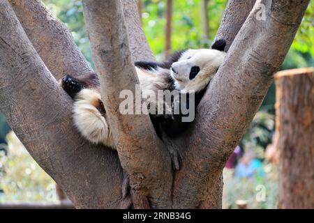 (160217) -- CHENGDU, Feb. 16, 2016 -- A giant panda rests on a tree at Chengdu Research Base of Giant Panda Breeding in Chengdu, capital of southwest China s Sichuan Province, Feb. 16, 2016. ) (ry) CHINA-CHENGDU-GIANT PANDA (CN) FanxJiashan PUBLICATIONxNOTxINxCHN   Chengdu Feb 16 2016 a Giant Panda rests ON a Tree AT Chengdu Research Base of Giant Panda Breeding in Chengdu Capital of Southwest China S Sichuan Province Feb 16 2016 Ry China Chengdu Giant Panda CN  PUBLICATIONxNOTxINxCHN Stock Photo