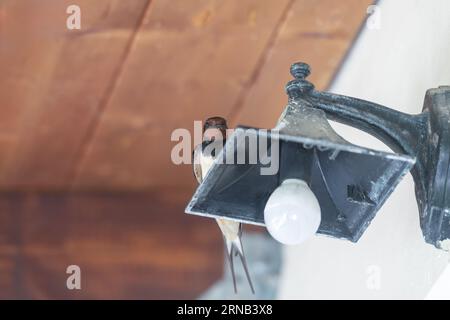 Swallow portrait on top of a lamp outside of a house. Stock Photo